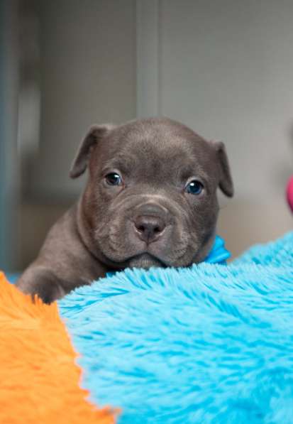 Американский Булли в Челябинске фото 5