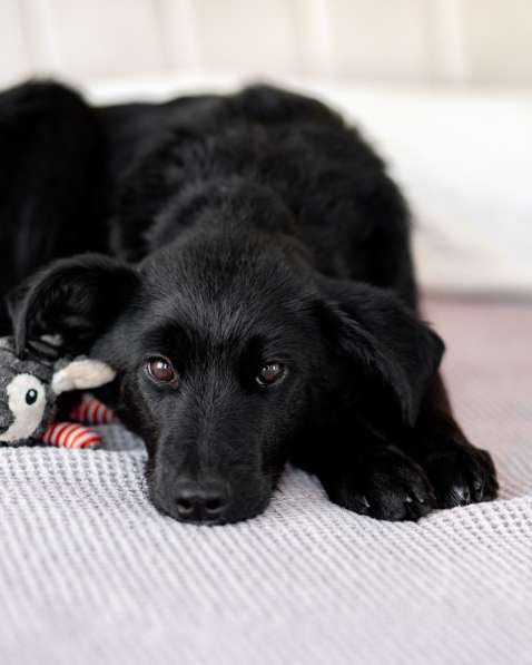 Маленькая Молли ищет свой дом!