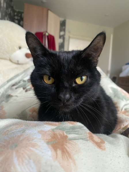 Кошка в добрые руки в Санкт-Петербурге фото 7