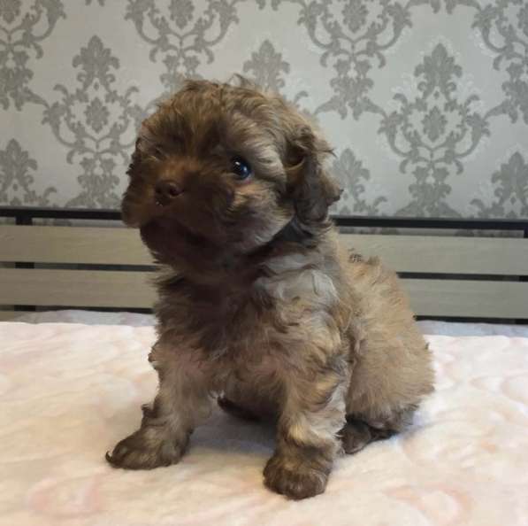 Мальтипу щенки