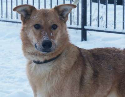 Отдам даром Ищет дом молодая девочка Стелла