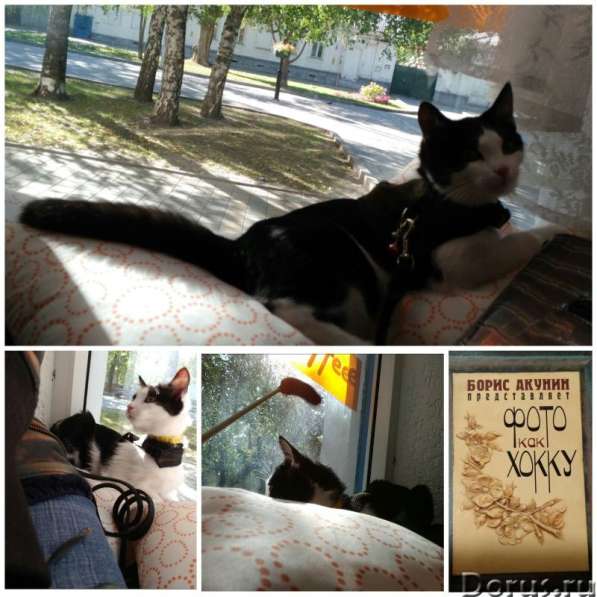 Кошечка Фифа в добрые руки в Ставрополе фото 9