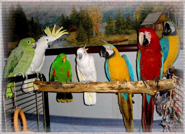 Приют для попугаев
