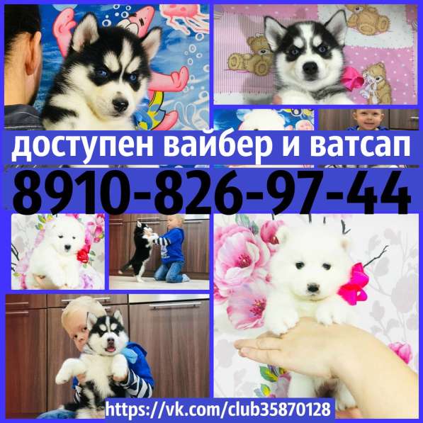 Хаски черно-белые и белоснежные в Муроме