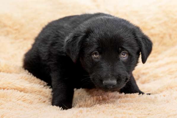 Щенки в дар в Москве фото 6