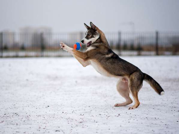 Шикарный молодой пес Салярис, близкий метис хаски в дар в Санкт-Петербурге