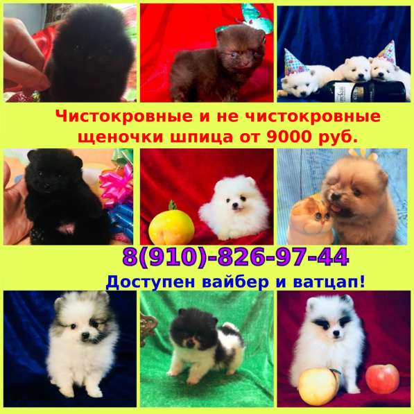 Яркие щеночки шпица