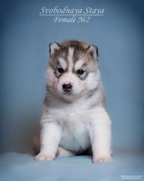 Питомник, щенки хаски в Москве фото 14