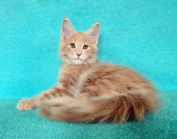 Апельсинки к Новому Году в Рязани фото 42