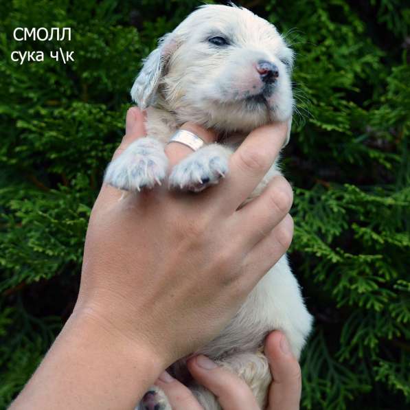 Английский сеттер щенки из элитного питомника в Москве фото 168