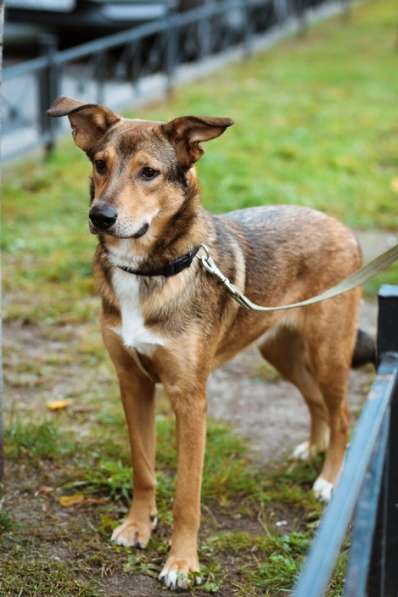 Очаровательная собачка компактного размера в Санкт-Петербурге фото 64