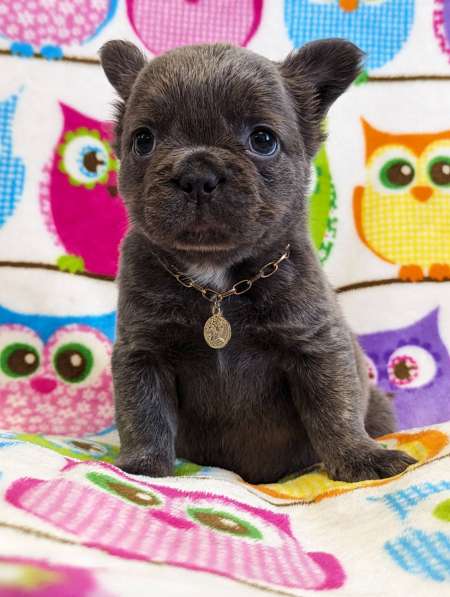 French bulldog fluffy. Blue boy's