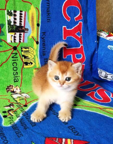 Британская золотой котик в Санкт-Петербурге фото 8