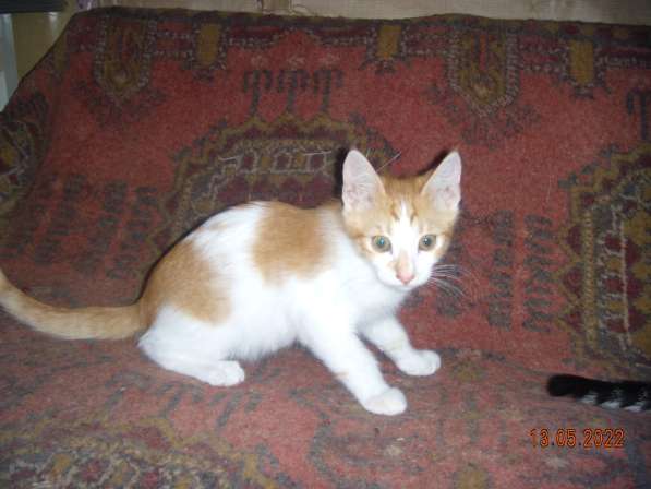 Котята в Севастополе фото 5