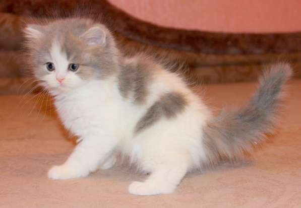 Шотландский котёнок Матильда) в Екатеринбурге фото 12