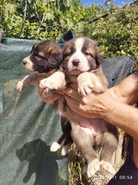 Щенки алабая(среднеазиатская овчарка) продажа в Судаке фото 13