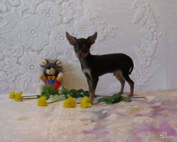 Щенки Русского Той терьера в Красноярске фото 6