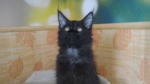 Котята мен кун из питомника Bella Diva в Москве фото 4