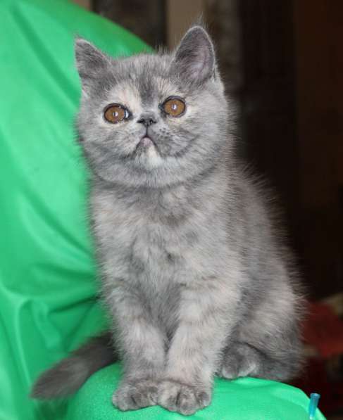 Котенок персидский экзотический. Девочка. Фото, Видео в фото 12