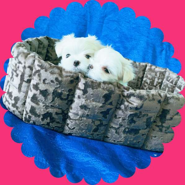 Щенки мальтезе. Мальтийская болонка в Екатеринбурге фото 10