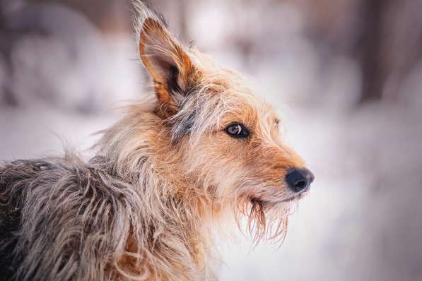 Трогательный Чарлик ищет дом в Москве фото 15