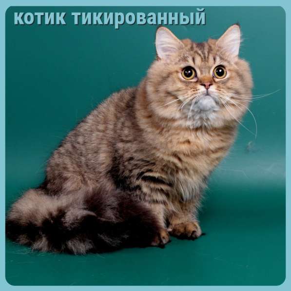Котята разных пород и окрасов, алиментные котята в Москве фото 11