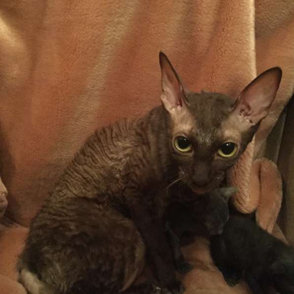 Котята Корнишрекс породистые в Санкт-Петербурге фото 6