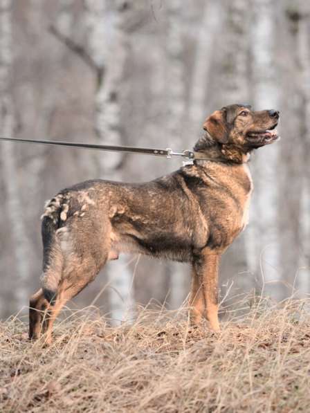 Надёжный Друг Курт ищет семью в Москве фото 57