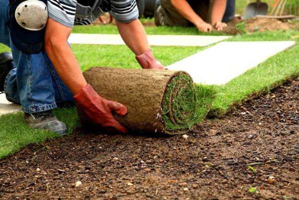 Обрезка деревьев. Уход и лечение вашего сада в Краснодаре фото 11