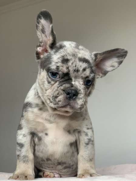 Французский бульдог. Blue merle with blue eyes в 