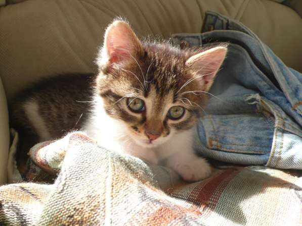 Котята Севастополь. Прекрасная девочка в добрые руки! в Севастополе фото 12