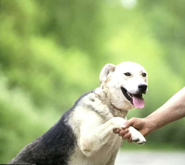 Лучик Собака улыбака ищет дом и любящую семью в Москве фото 3