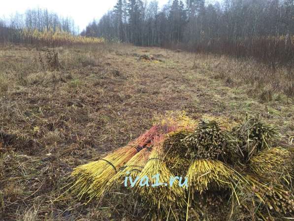 Плетеные деревья из ивы в Санкт-Петербурге фото 12