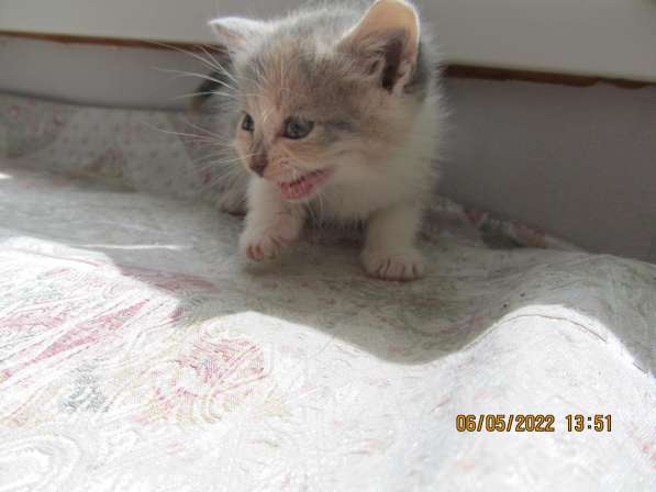 Чудный трёхцветный счастливый котёнок-девочка в добрые руки! в Саках фото 25