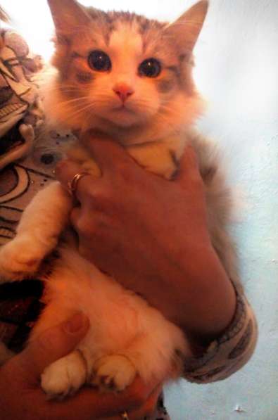 Два котёнка БЕСПЛАТНО ! в Рязани фото 5