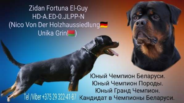 Вязка ротвейлера в фото 3