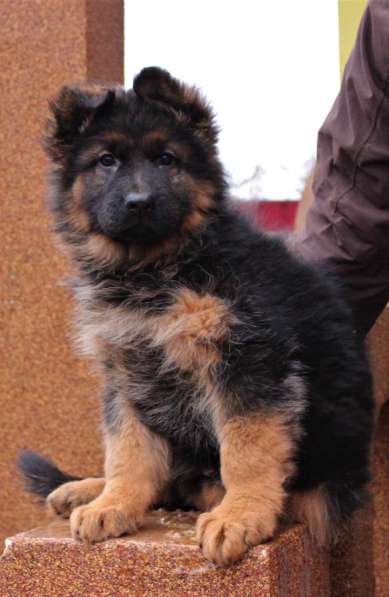 Щенки овчарки Питомник в фото 23