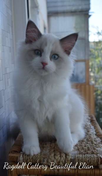Котёнок рэгдолл в Москве фото 13