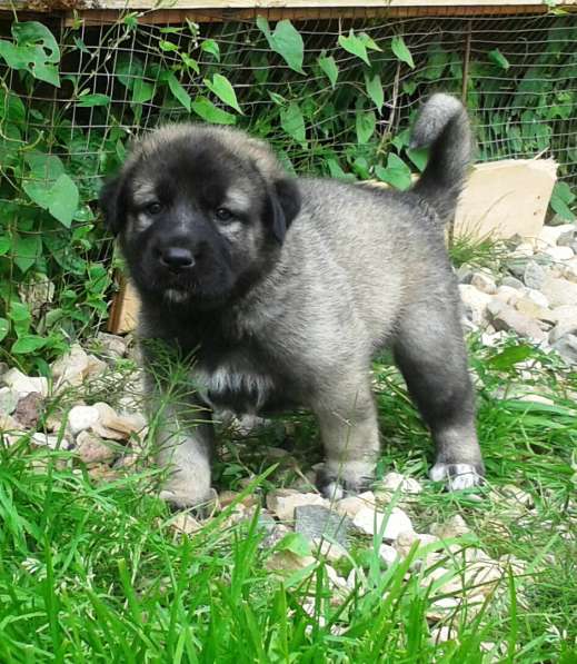 Щенки Кангала для ценителей породы в Москве фото 15