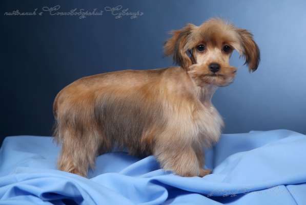 Петербургская Орхидея девчушка красотка в Санкт-Петербурге