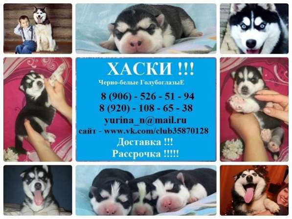 Щенки Сибирская хаски