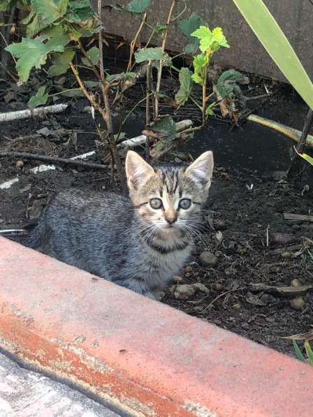 Котята ищут новых любящих хозяев в Железногорске фото 8
