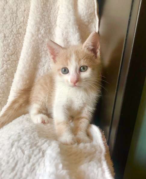 Нежно - рыжая котенок Йока в дар