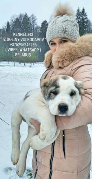 Щенки среднеазиатской овчарки (Алабая) в продаже в фото 11