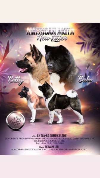 Щенки. Американская Акита в Куровском фото 8