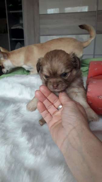 Chihuahua ❤❤❤ Один малыш ещё свободный в фото 7
