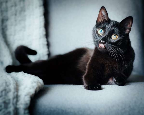 Кошечка Жужа ищет родителей! в Москве фото 14