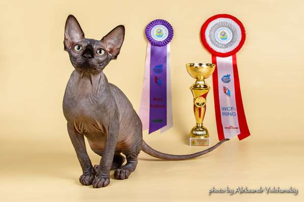 Чистокровные котята Канадского сфинкса от гранд-интерчемпион в фото 7