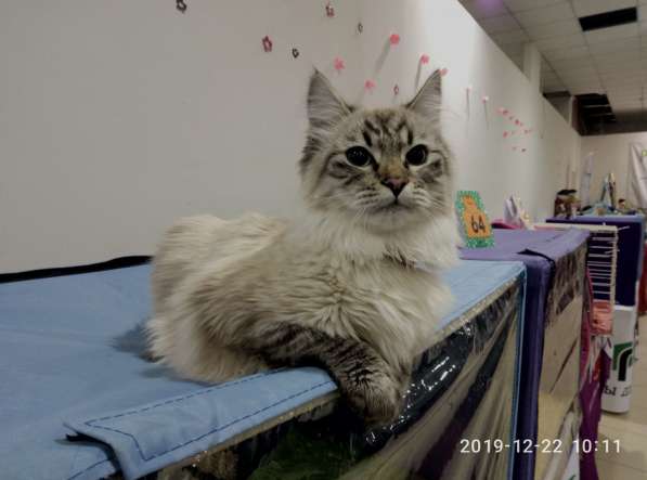 Невский маскарадный кот в Севастополе фото 7