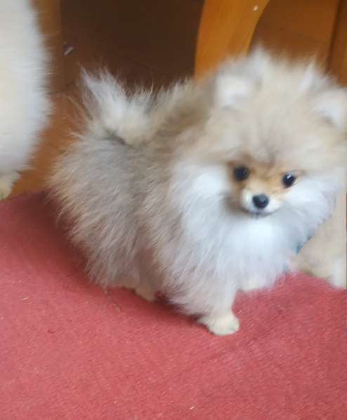 Маленькие живые мишки девочки 3месяца в фото 26